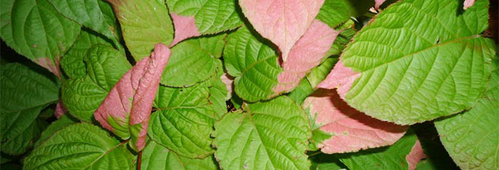 Actinidia-Kolomikta