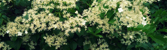 Hydrangea-petiolaris