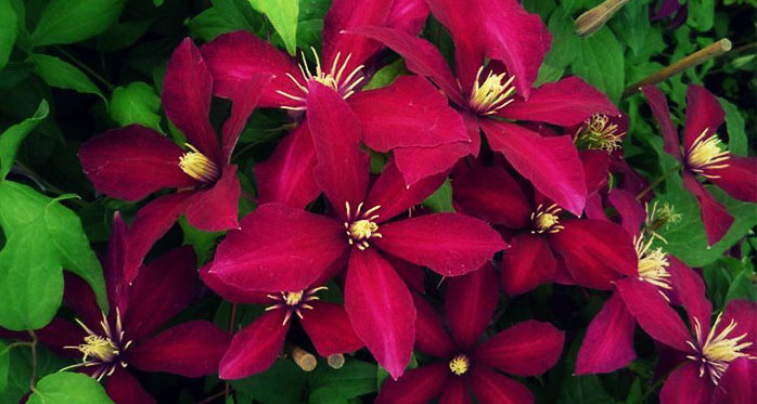 Clematite-patens-Niobe