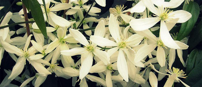 Clematis-armandii