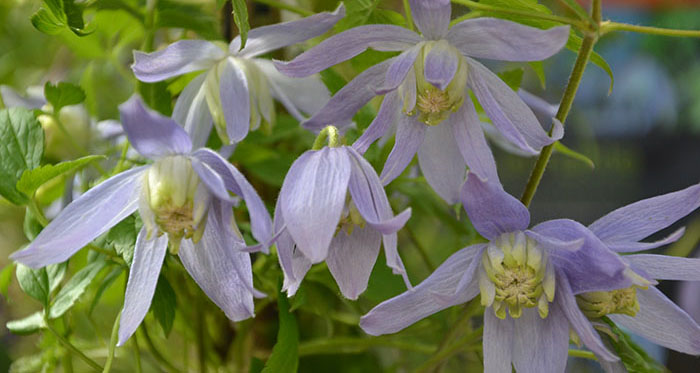 clematis alpina