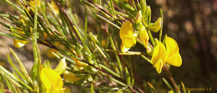 rooibos-fleurs