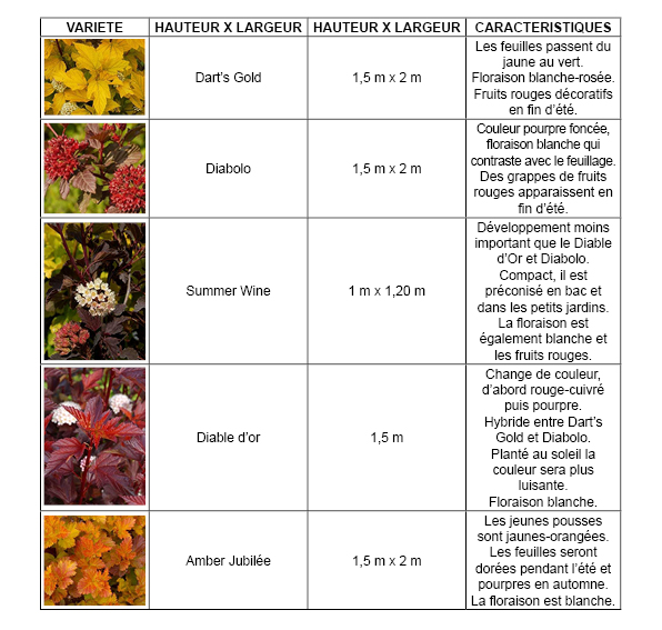 physocarpus_1