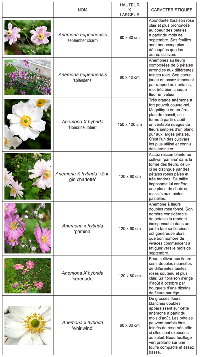 Les différentes variétés d'Anémones du Japon