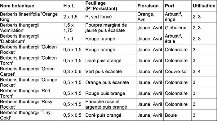 Variétés de berbéris à découvrir