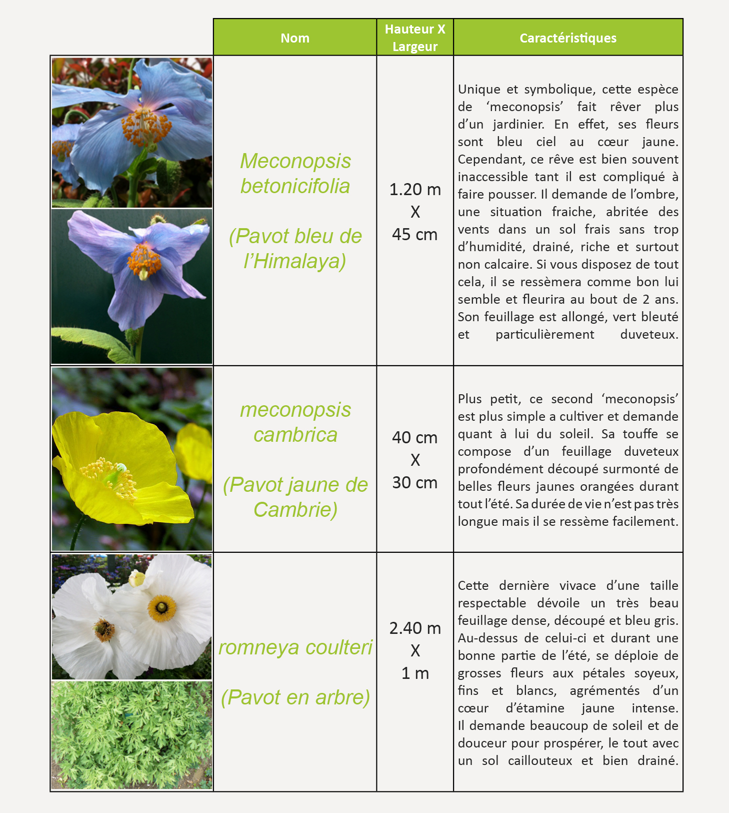 tableau-Les pavots 2