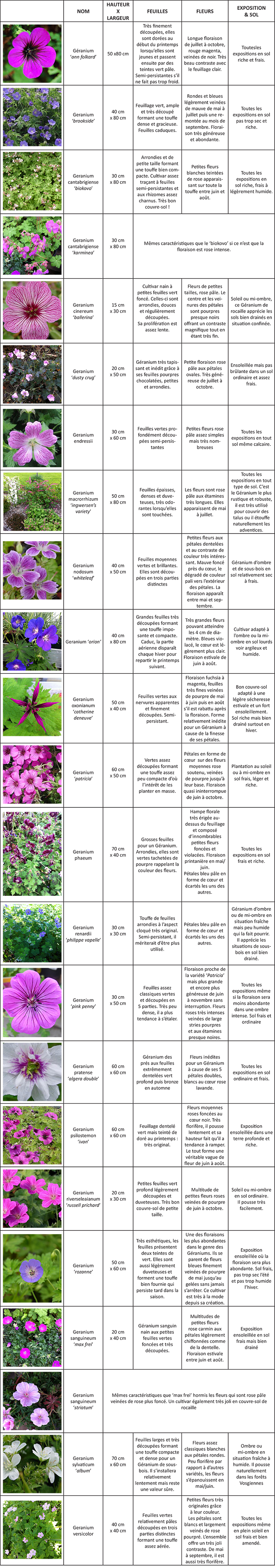 Différentes variétés de géraniums vivaces