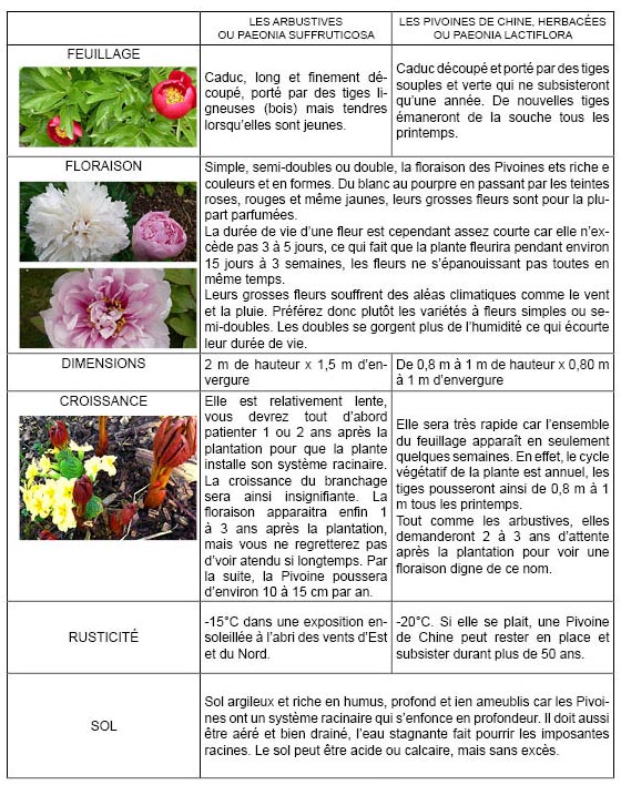 Tableau des différentes caractéristiques des Pivoines arbustives ou herbacées