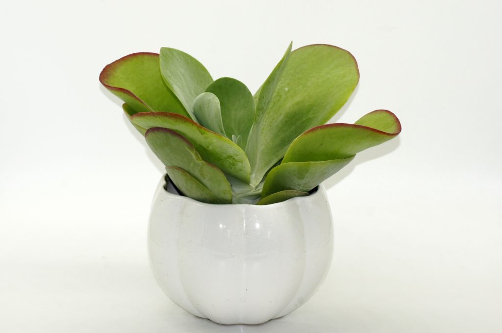 Le Kalanchoë thyrsiflora dans un pot en céramique blanc