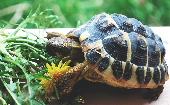 Carapace de tortue - Taille moyenne