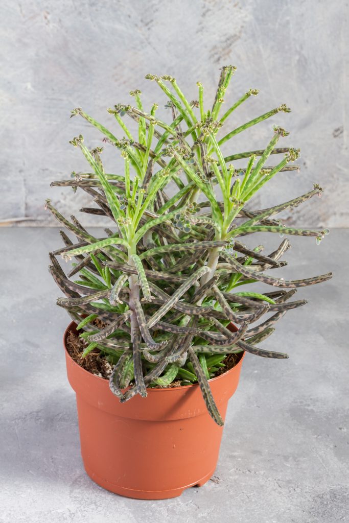 Le Kalanchoë tubiflora sur un fond gris