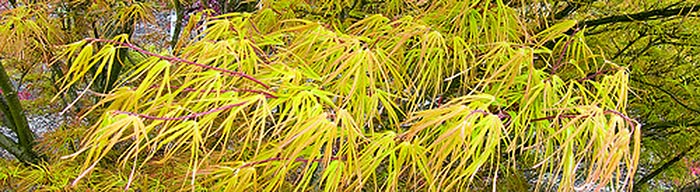 acer-palmatum_11